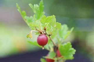 Everything You Need To Know About Gooseberries – Ateriet